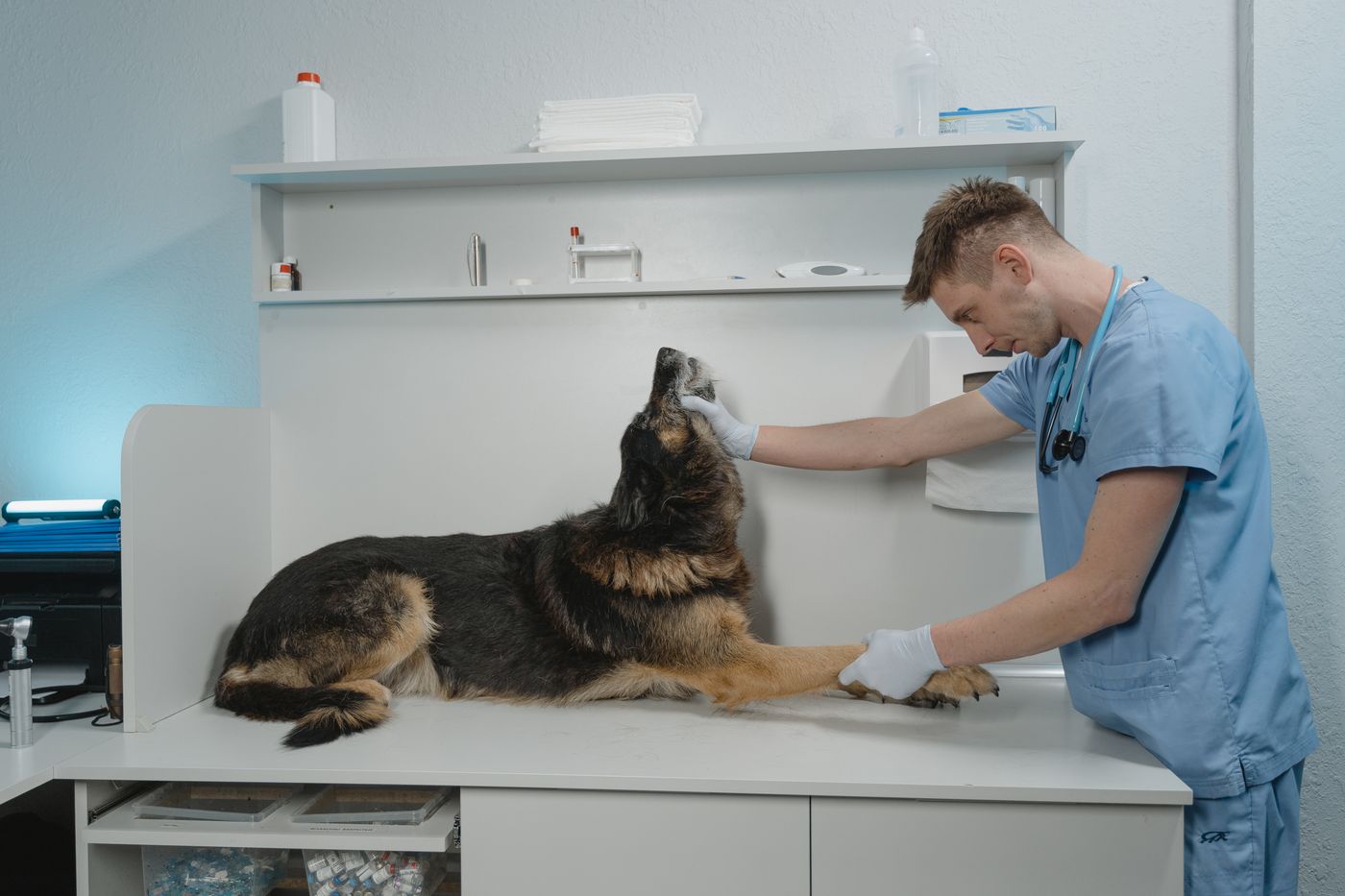 A veterinarian examining a dog on a clinic examination table