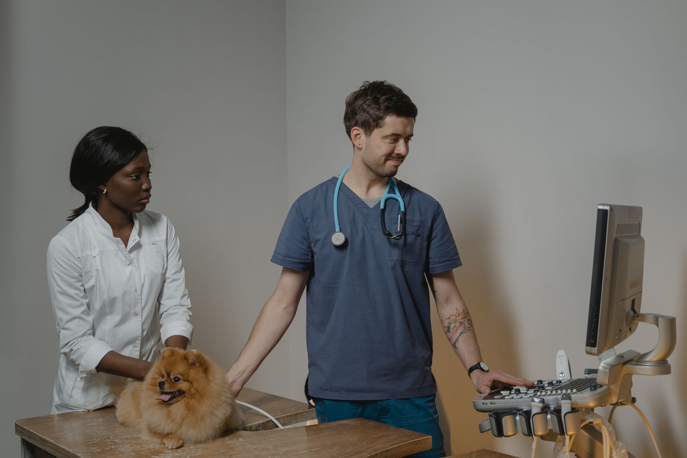 Two veterinary professionals working together during an examination
